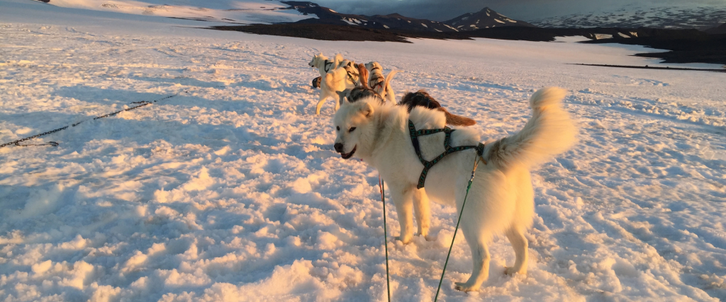 Husky dogs in the snow in Iceland. 